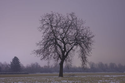 Bare tree on field against clear sky