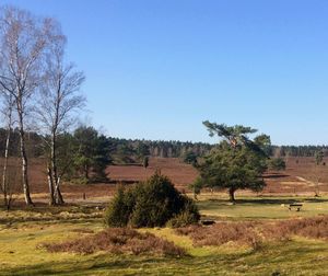 Trees on field against clear blue sky