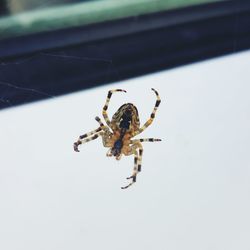 Close-up of spider on web