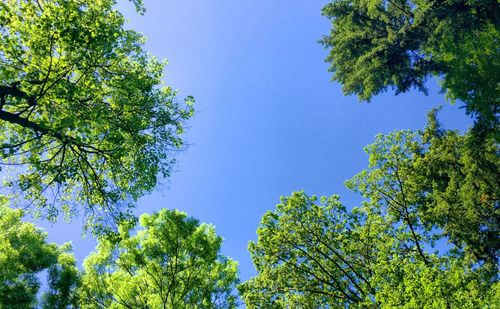 Low angle view of tree against blue sky