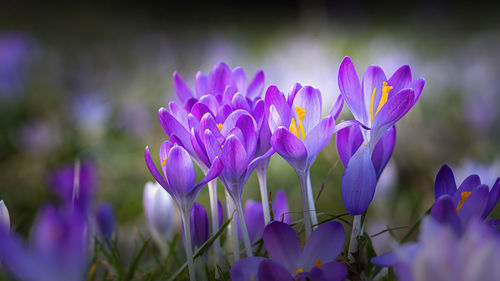 Close-up of purple crocus flowers on field