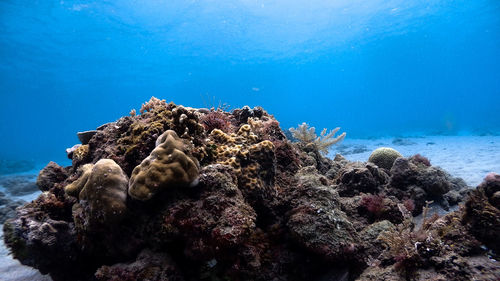 Red lionfish at isla verde