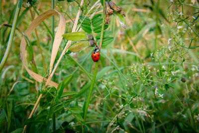 Ladybug on a plant