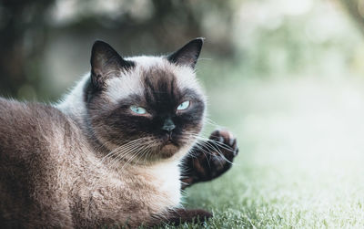 Close-up portrait of a cat
