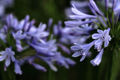 Close-up of purple flowering plant