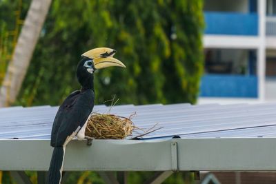 Close-up of bird perching outdoors