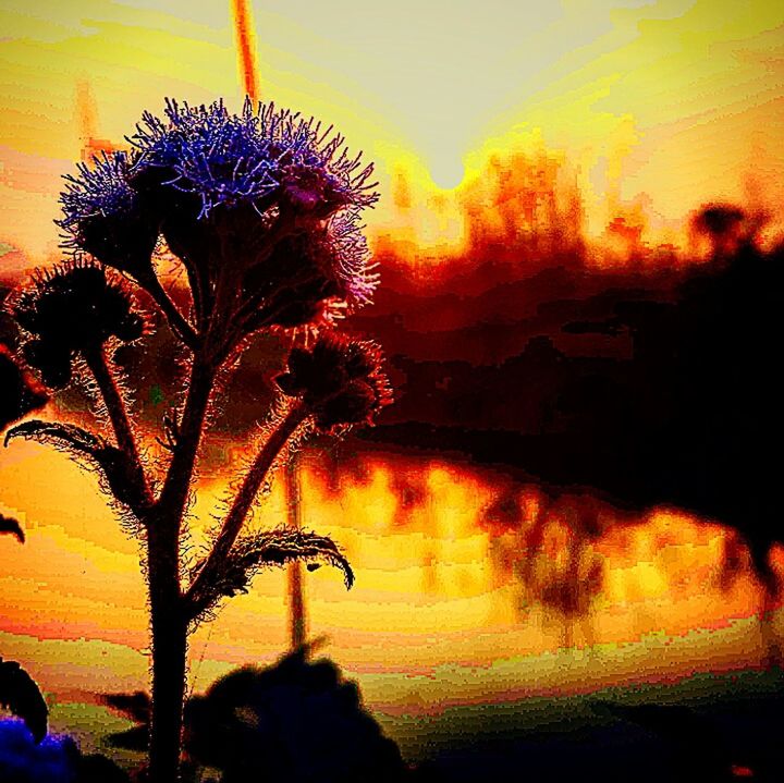 Flower sunrise