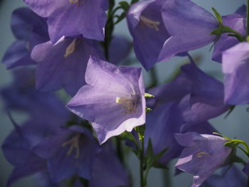 Close-up of purple flowering plant