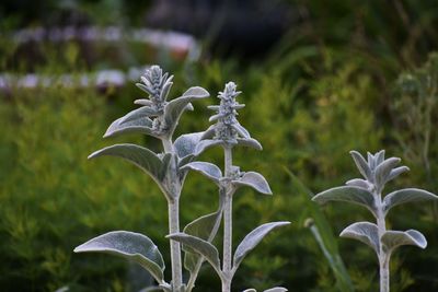 Close-up of white flowering plant