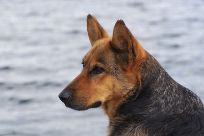 Close-up of dog looking away