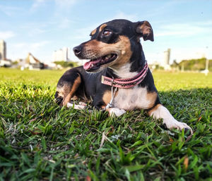 Dog looking away on field