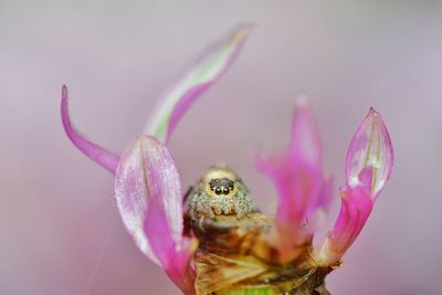 Close-up of spider on pink flower