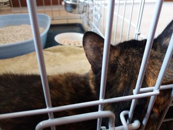 Close-up of cat in cage