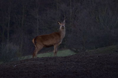 Donkey standing on field