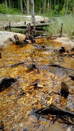 Stream flowing through forest