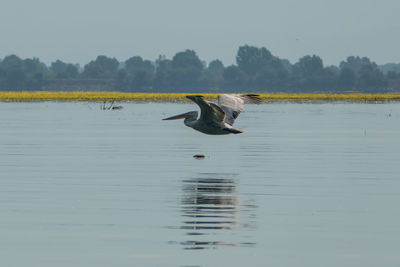 Duck swimming in lake