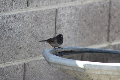 Close-up of bird perching outdoors