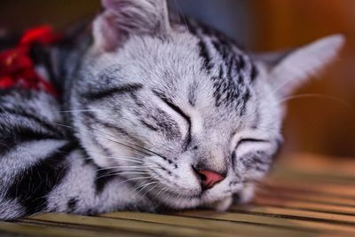 Close-up of cat sleeping