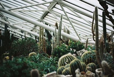 Close-up of plants in greenhouse