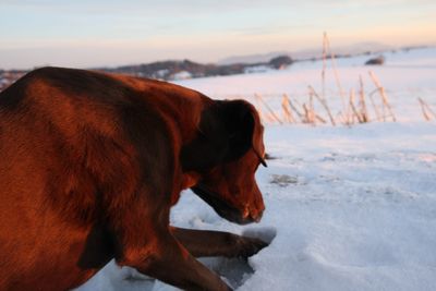 Dog looking at snow covered landscape during sunset