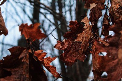 Close-up of dried autumn leaves on tree