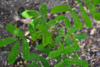 High angle view of plants growing on field