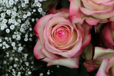 Close-up of rose bouquet