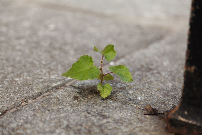 High angle view of small plant in city