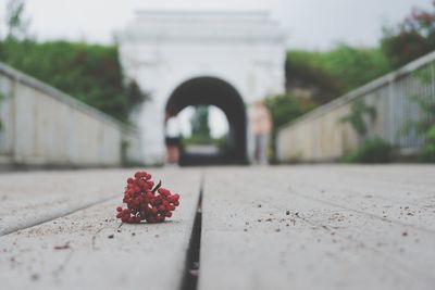 Close-up of red berries on bridge