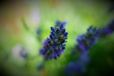 Close-up of purple flower