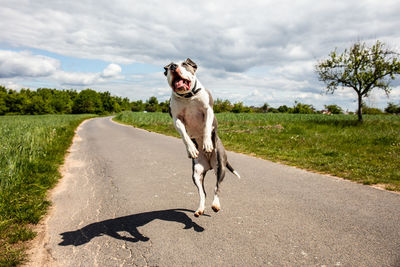 Dog running on road