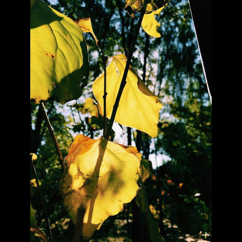 yellow, low angle view, close-up, leaf, focus on foreground, day, umbrella, nature, outdoors, butterfly, hanging, tree, sunlight, butterfly - insect, no people, auto post production filter, insect, flag, fragility, autumn