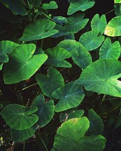 Full frame shot of plants