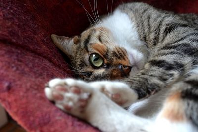 Portrait of cat lying down