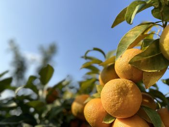 Low angle view of fruits on tree