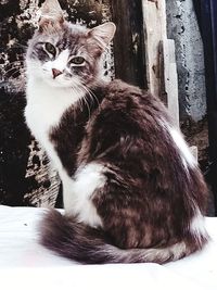 animal