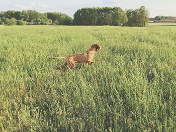 Dog on field by trees against sky