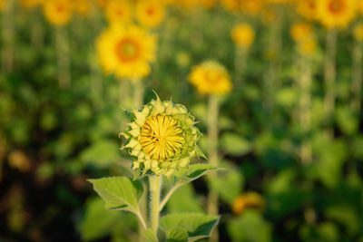 Close-up of sunflowers blooming in park
