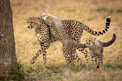 Close-up of cheetahs playing on field by tree trunk