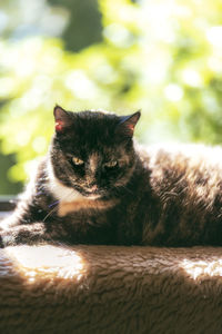 Close-up portrait of cat relaxing outdoors