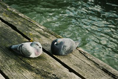 Close-up of wooden planks on wooden plank