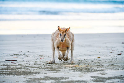 Horse standing on beach