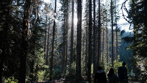 Tall evergreen trees reach for the sky