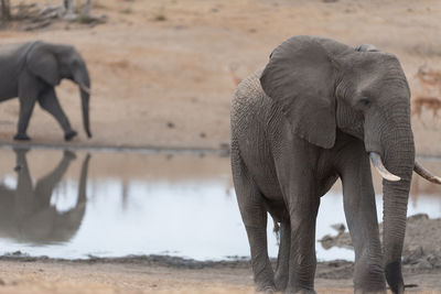 View of elephant drinking water