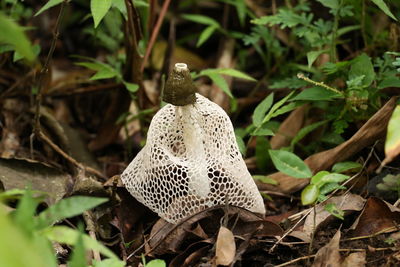 Close-up of an animal on land