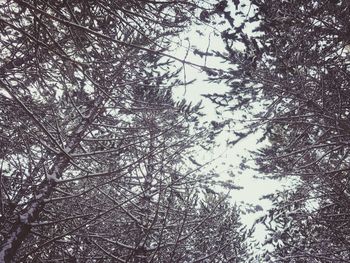 Low angle view of trees against sky