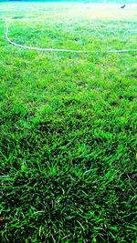 High angle view of grassy field