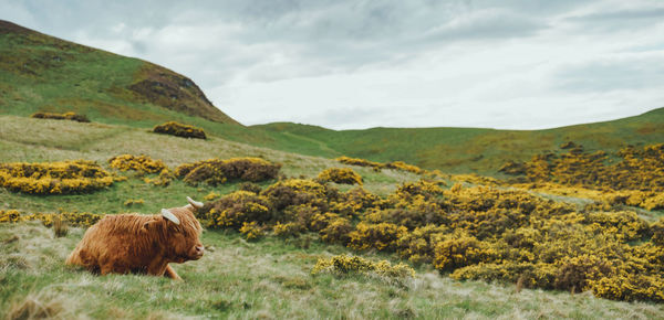 Panoramic view of highland cattle on flowery hillside