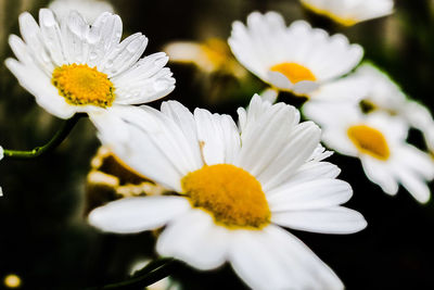 Close-up of white daisy blooming outdoors