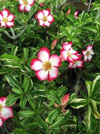 Close-up of pink flowers